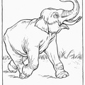 Realistic_Elephant_Coloring_Pages_013.jpg