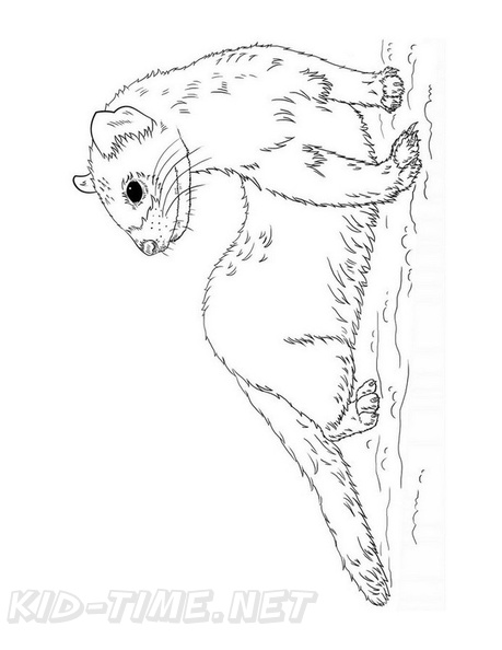 Ferret_Coloring_Pages_003.jpg