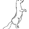 Ferret Coloring Book Page