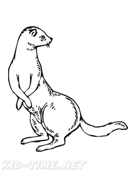 Ferret Coloring Book Page Free Coloring Book Pages Printables