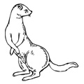 Ferret Coloring Book Page