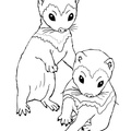 Ferret_Coloring_Pages_015.jpg