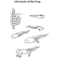 Frog_Lifecycle_Coloring_Pages_002.jpg