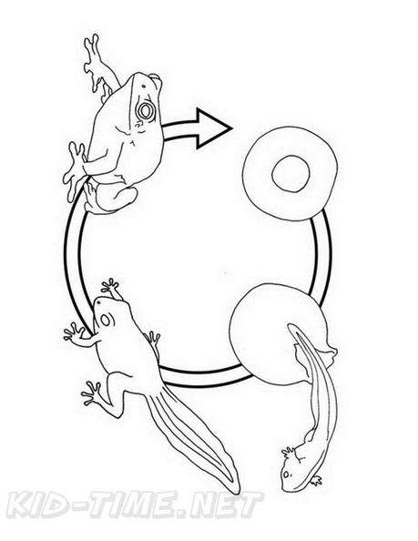 Frog_Lifecycle_Coloring_Pages_003.jpg