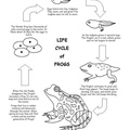 Frog_Lifecycle_Coloring_Pages_005.jpg