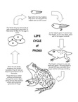 Frog Life Cycle Coloring Book Page