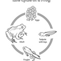 Frog_Lifecycle_Coloring_Pages_008.jpg