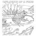 Frog_Lifecycle_Coloring_Pages_009.jpg