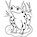 Frogs_Coloring_Pages_075.jpg