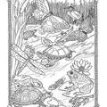 Realistic_Frog_Coloring_Pages_004.jpg