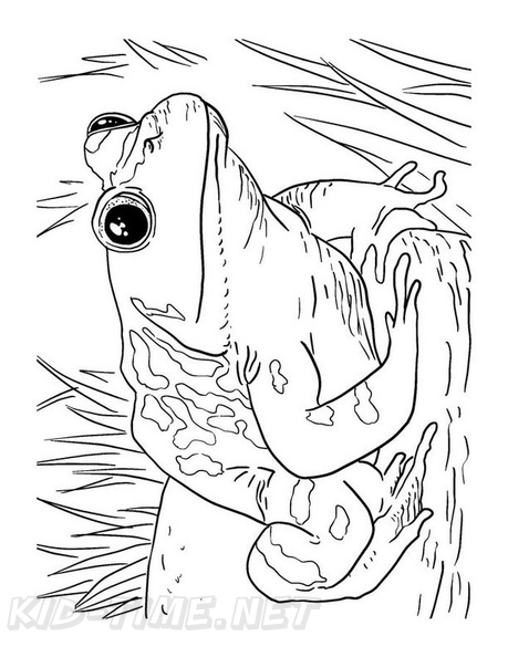 Realistic_Frog_Coloring_Pages_022.jpg