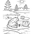 Realistic_Frog_Coloring_Pages_039.jpg