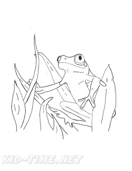 Realistic_Frog_Coloring_Pages_055.jpg