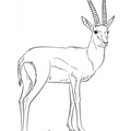 Gazelle_Coloring_Pages_016.jpg