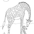 Baby_Giraffe_Coloring_Pages_029.jpg