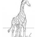Giraffe_Coloring_Pages_188.jpg
