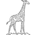 Giraffe_Coloring_Pages_262.jpg