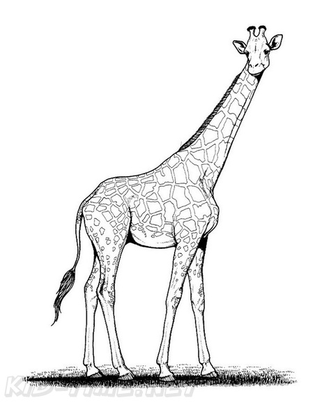 Giraffe_Coloring_Pages_265.jpg