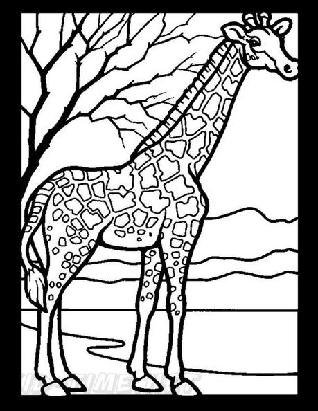 Realistic Giraffe Coloring Book Pages