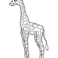 Realistic_Giraffe_Coloring_Pages_006.jpg