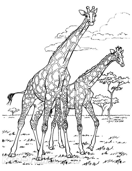 Realistic_Giraffe_Coloring_Pages_007.jpg