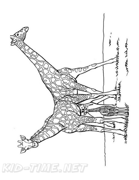 Realistic Giraffe Coloring Book Pages