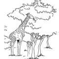 Realistic_Giraffe_Coloring_Pages_010.jpg