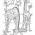 Realistic_Giraffe_Coloring_Pages_016.jpg
