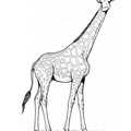 Realistic_Giraffe_Coloring_Pages_024.jpg