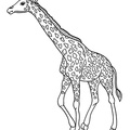 Realistic_Giraffe_Coloring_Pages_028.jpg