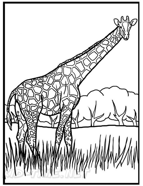 Realistic_Giraffe_Coloring_Pages_029.jpg