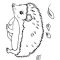 Hedgehog_Coloring_Pages_062.jpg