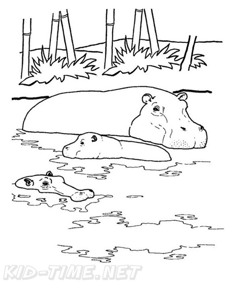 Baby Hippopotamus Hippo Coloring Book Page Free Coloring