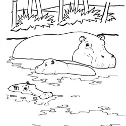 Realistic Hippo