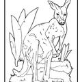 Kangaroo Coloring Book Page