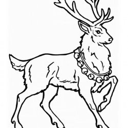 Deer / Elk