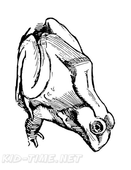 Realistic Frog Coloring Book Page