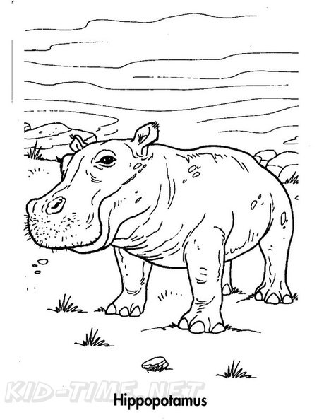 Realistic Hippopotamus Hippo Coloring Book Page